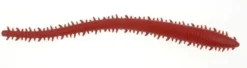 BERKLEY GULP SANDWORM LURE 6 INCH - Bloody