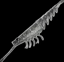 MINTOSS SKIP PRAWN LURE 3 INCH - Gin