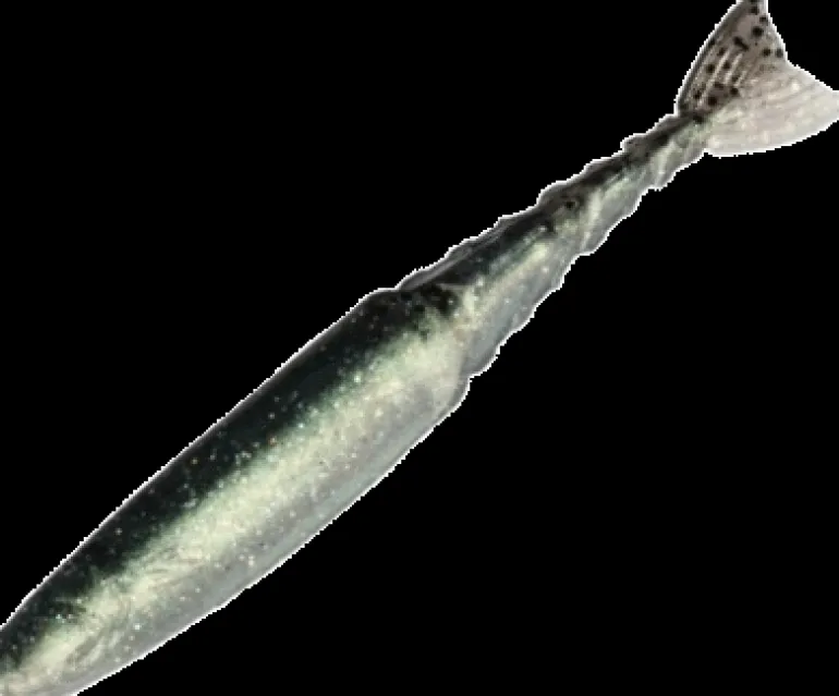 ZMAN CHATTERSHAD LURE 3.5 INCH - Bad Shad